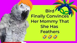 Bird Finally Convinces Momma That She Has Feathers 🤣#animals #pets #birds #funny #fun #cute #parrot