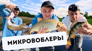 видео: На МИКРОВОБЛЕРЫ клюёт разная рыба! Ловля рыбы на маленькие воблеры на небольшой реке. Обзор приманок картинка: На МИКРОВОБЛЕРЫ клюёт разная рыба! Ловля рыбы на маленькие воблеры на небольшой реке. Обзор приманок