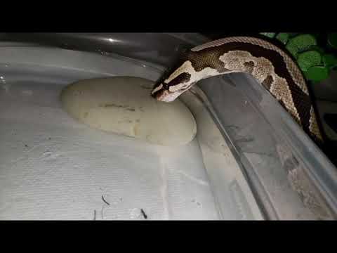Monty the Ball Python - Drinking Water