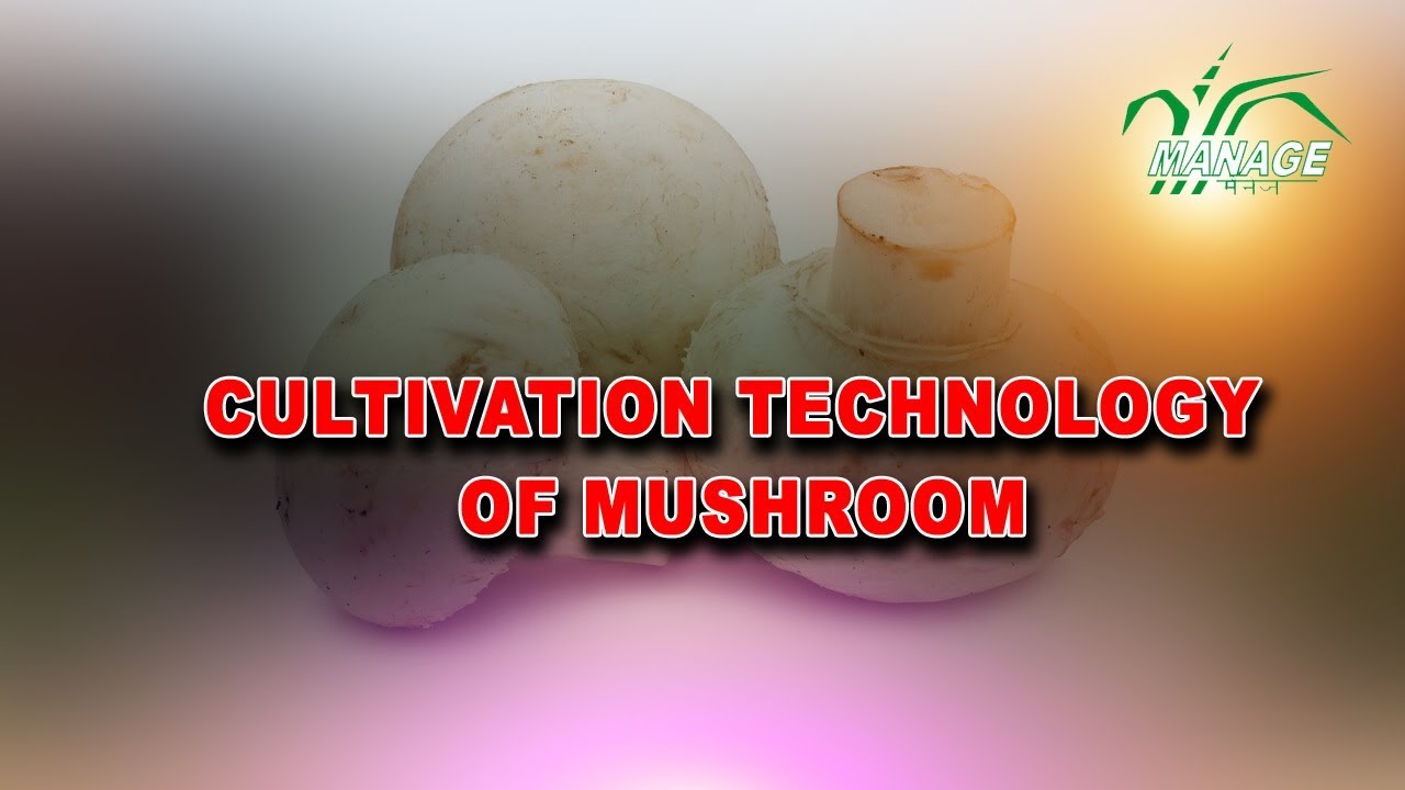 Cultivation technology of mushroom (Hindi) YouTube