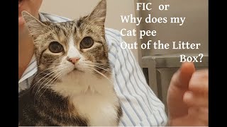 'Why does my cat pee everywhere?'  TL;DR  probably cystitis