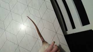 Är Hos Min Kusin Och Håller På Med Råttor