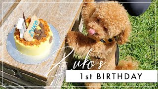 TOY POODLE | Zuko’s First Birthday!