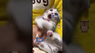 смешное видео про животных, видео для настроения. #cats #кот #видеокот #кошкимышки #cute #dogs