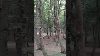 serinity of being in a jungle.#serenity #tranquil #jungle #forest #tranquility #tree #جنگل #درخت