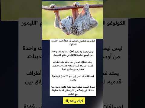 الكولوغو الماليزي المعروف خطأ باسم الليمور الطائر ليس ليمور ا ولا يطير فعلي ملهمون