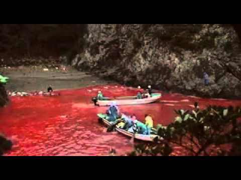 The Cove (2009) - YouTube