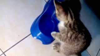 Котик+вода=мокрый кот! Котик любит воду?! Котик+вода=мокрый кот! Котик любит воду?!