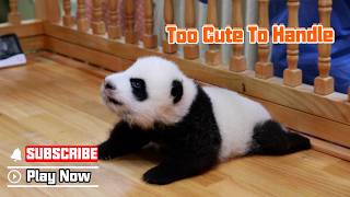 A Keeper's Pride: Panda Baby | iPanda