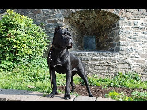 Video: Cane Corso Ja Boerboeli Erinevus