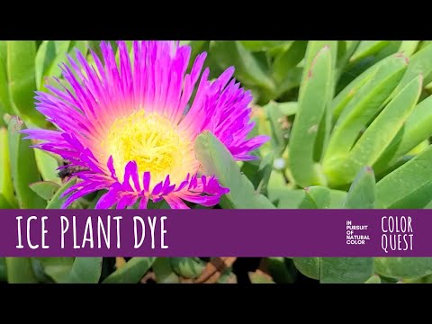 ვიდეო: საუკეთესო მცენარეები შეღებვისთვის - როგორ მოვამზადოთ მცენარეული საღებავები და მცენარეთა შეღებვის აქტივობები