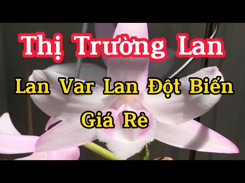 Có Nên Đầu Tư Lan var Lan Đột Biến,Chia Sẻ Để Yêu Thương