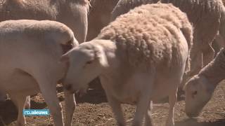 Droogte teistert boeren Zuid-Afrika