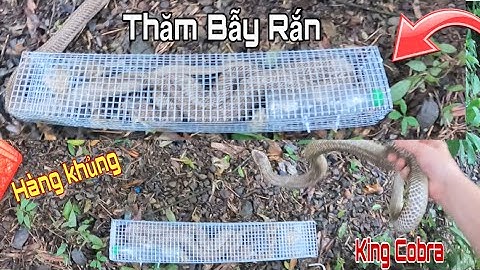 Thăm Bẫy Rắn Dính Toàn Hàng Khủng Rắn Hổ Mang Cụ Chúa King Cobra | Thạch Săn Bắt