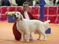 Cómo funcionan las Exposiciones Caninas - Los Mejores Perros - TvAgro por Juan Gonzalo Angel