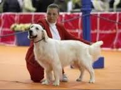 Video: Ganadores de la exposición canina nacional de los últimos 10 años