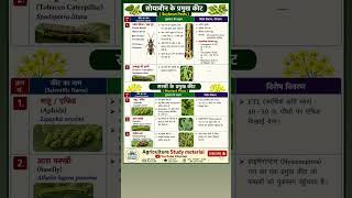 Important Insect Pests of Mustard and Soybean #exam #education #cucetbscagriculture #agrobiology