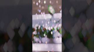 Волшебство для комнатных растений #растения #комнатныерастения #уходзарастениями