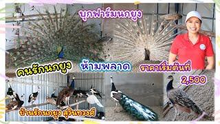 บุกฟาร์มนกยูง ราคาเริ่มต้นที่ 2,500.คนรักนกยูงห้ามพลาด จัดส่งได้ทั่วประเทศ บ้านรักนกยูง สุวินทวงศ์51