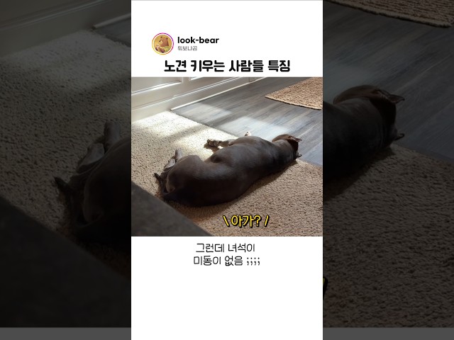 노견 키우는 사람들이 심장 철렁하는 순간