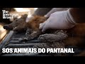 A busca pelos animais feridos em meio ao fogo no Pantanal