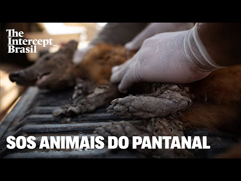 Vídeo: Um Veterinário Está Usando Peixes Para Ajudar A Tratar Animais De Estimação Queimados Por Incêndios Florestais Na Califórnia