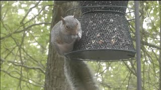Squirrel Hanging on Bird Feeder while I argue with Auto Focus