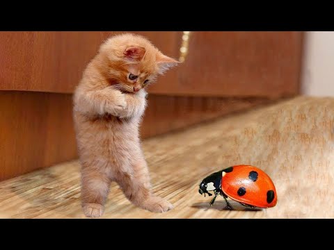 видео: 😺 Мамочка, помоги! 🐈 Смешное видео с котами и котятами для хорошего настроения! 😸