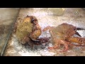 Crab Ecdysis