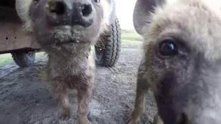 Cute and Curious  Spotted hyena cubs in the Ngorongoro Crater