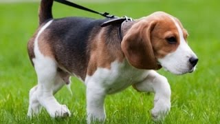 зоомагазин Кременчук все для тварин корми аксесуари для собак котів тварин купити ціни недорого зоомагазин Кременчук все для тварин корми аксесуари для собак котів тварин купити ціни недорого
