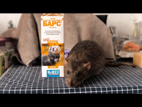 Паразиты у крыс - как лечить? 🐀