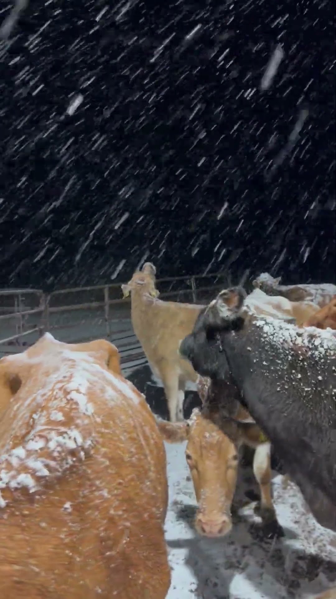 Cows Marvel At Falling Snow || ViralHog