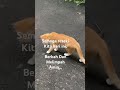 Allah maha pemberi rezeki #cat #cats #catlovers #catvideos #catshorts #catmemes #kucing #kitten #fyp