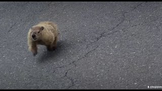 Full Attacked by a GROUNDHOG on my lunch break 🤣  #gopher #funny #fyp Guide