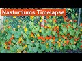 Nasturtiums Growing and Flowering 3-Month Timelapse