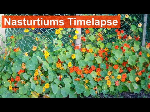 فيديو: 20 سببًا لتنمو Nasturtium