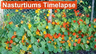 Nasturtiums Growing and Flowering 3-Month Timelapse