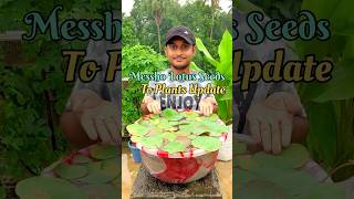 Lotus Seeds To Plants Journey Update Meesho Lotus Seeds To Plants Update