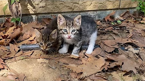 Video 3283601: kittens mother cat living, kitten funny, cute cat, baby cats, kitty