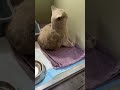 Бонифаций новый подопечный Как породистый котик оказался на улице неизвестно Поврежден глаз #cat