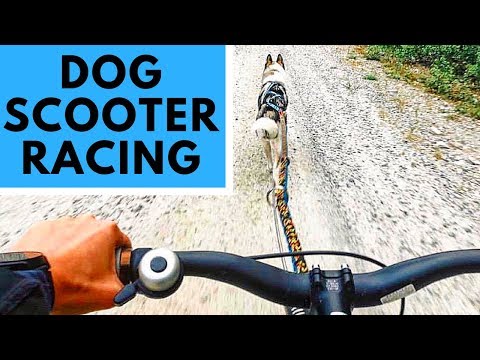 dog-scootering---your-dog-will-love-this-sport!