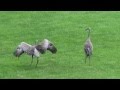 A pair of sandhill cranes dance call and fly away