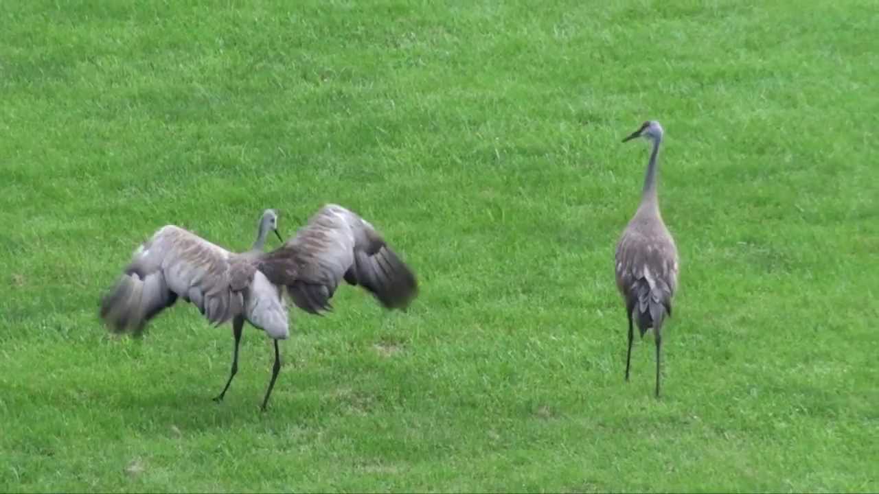 A pair of Sandhill Cranes dance, call, and fly away. YouTube
