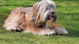 Feeding Your Soft Coated Wheaten Terrier: What to Know for Optimal Health!