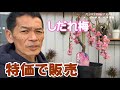 しだれ梅  特価で販売　数量限定　とても綺麗です　植物家族　岐阜農場　YouTubelive【おうちでガーデニング】開花園チャンネル