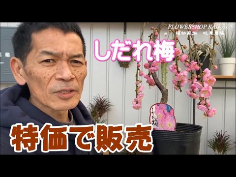 Weeping plum trees on sale at a special price Limited quantity