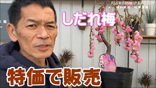 しだれ梅  特価で販売　数量限定　とても綺麗です　植物家族　岐阜農場　YouTubelive【おうちでガーデニング】開花園チャンネル