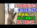 いつも窓に張り付いて家の中を覗いて帰っていく野良猫。試しに窓を開けて待っていたら..【猫の不思議な話】【朗読】