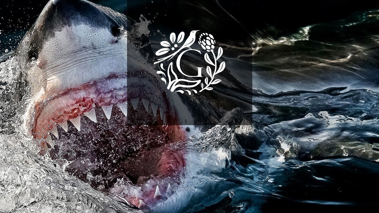 Grootbos | Shark Cage Diving in Gansbaai